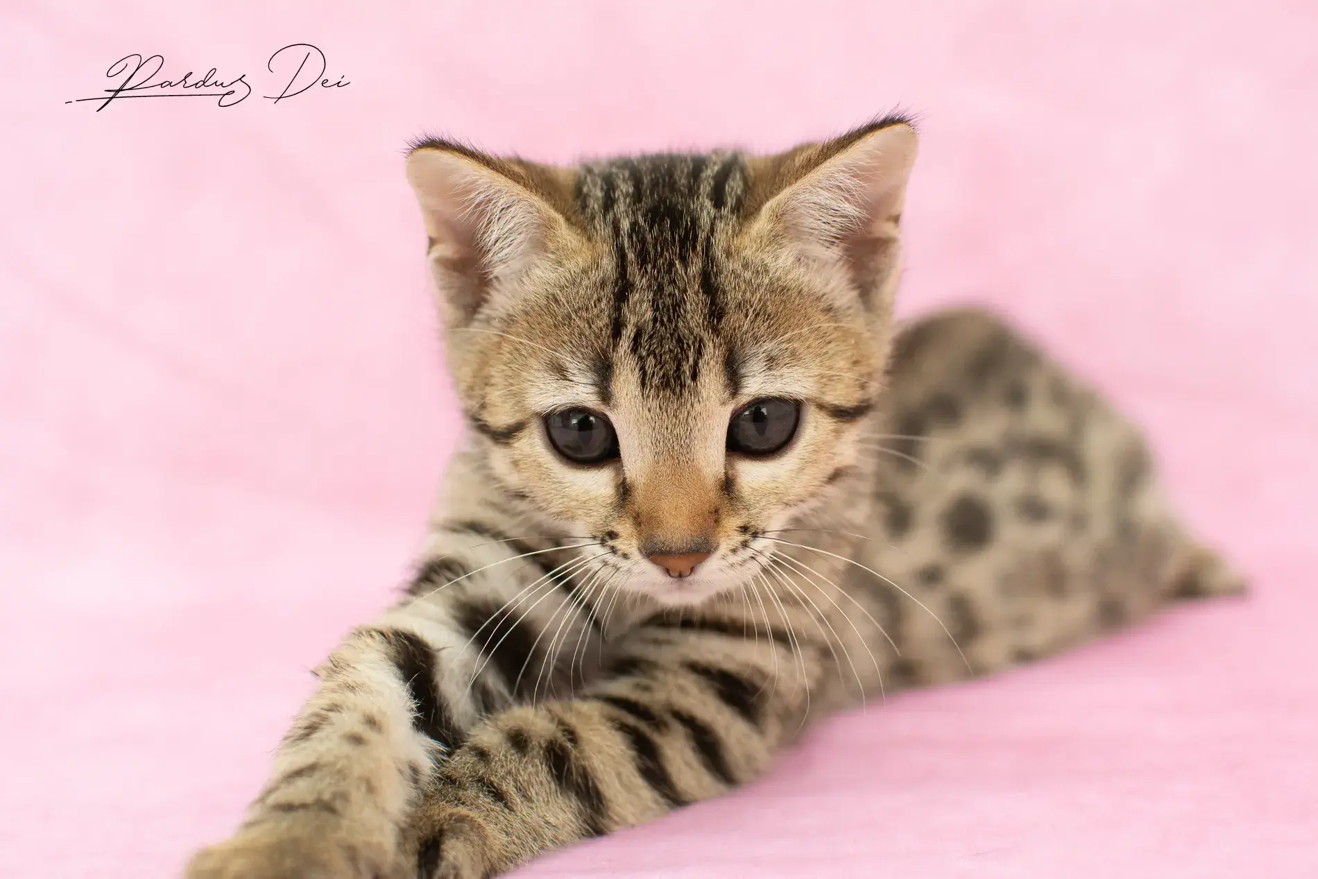 chaton bengal